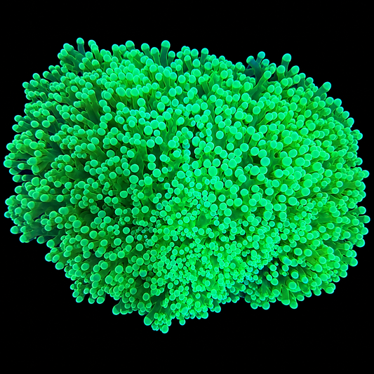 WYSIWYG XLG Toxic Green Frogspawn Coral
