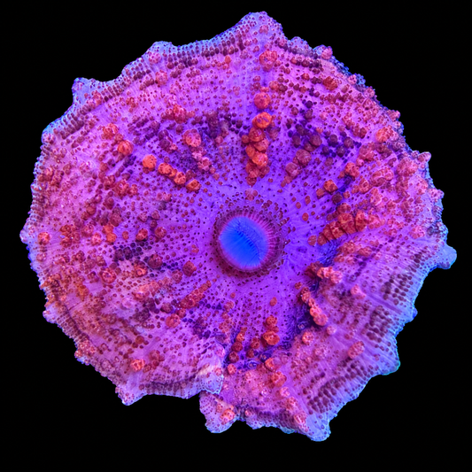 WYSIWYG Strawberry Umbrella Mushroom Coral
