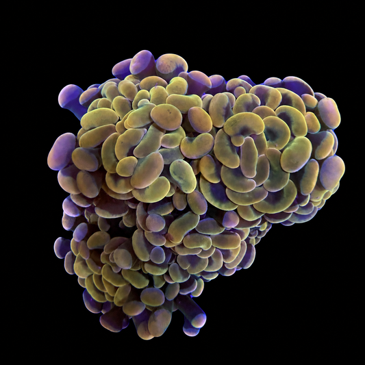 Gold Hammer Coral