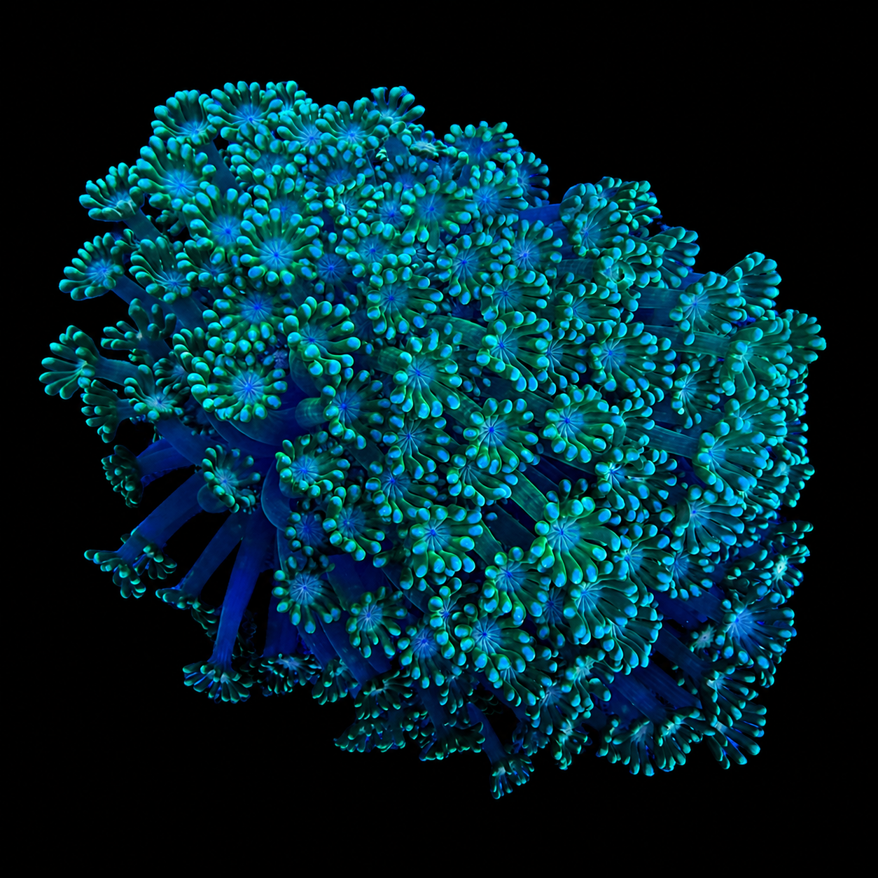 WYSIWYG Goniopora Coral