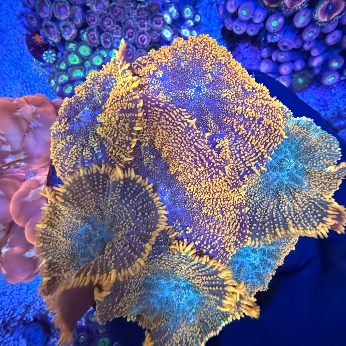 WYSIWYG Mushroom Rock