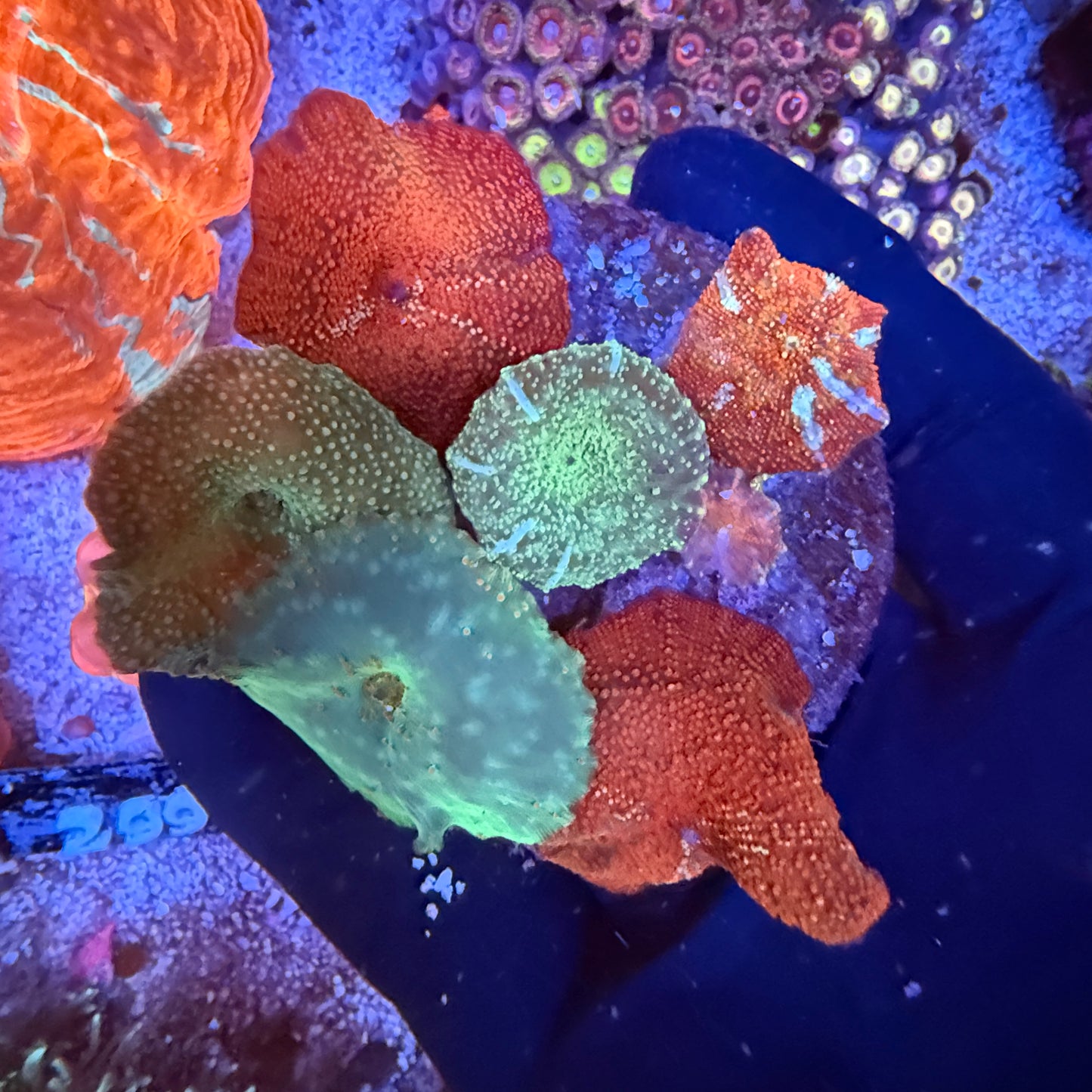 WYSIWYG Discosoma Mushroom Rock