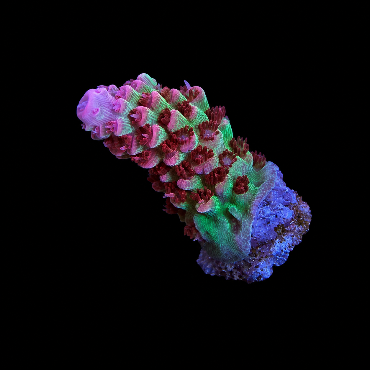 WYSIWYG TSA Princes Peach Coral Frag