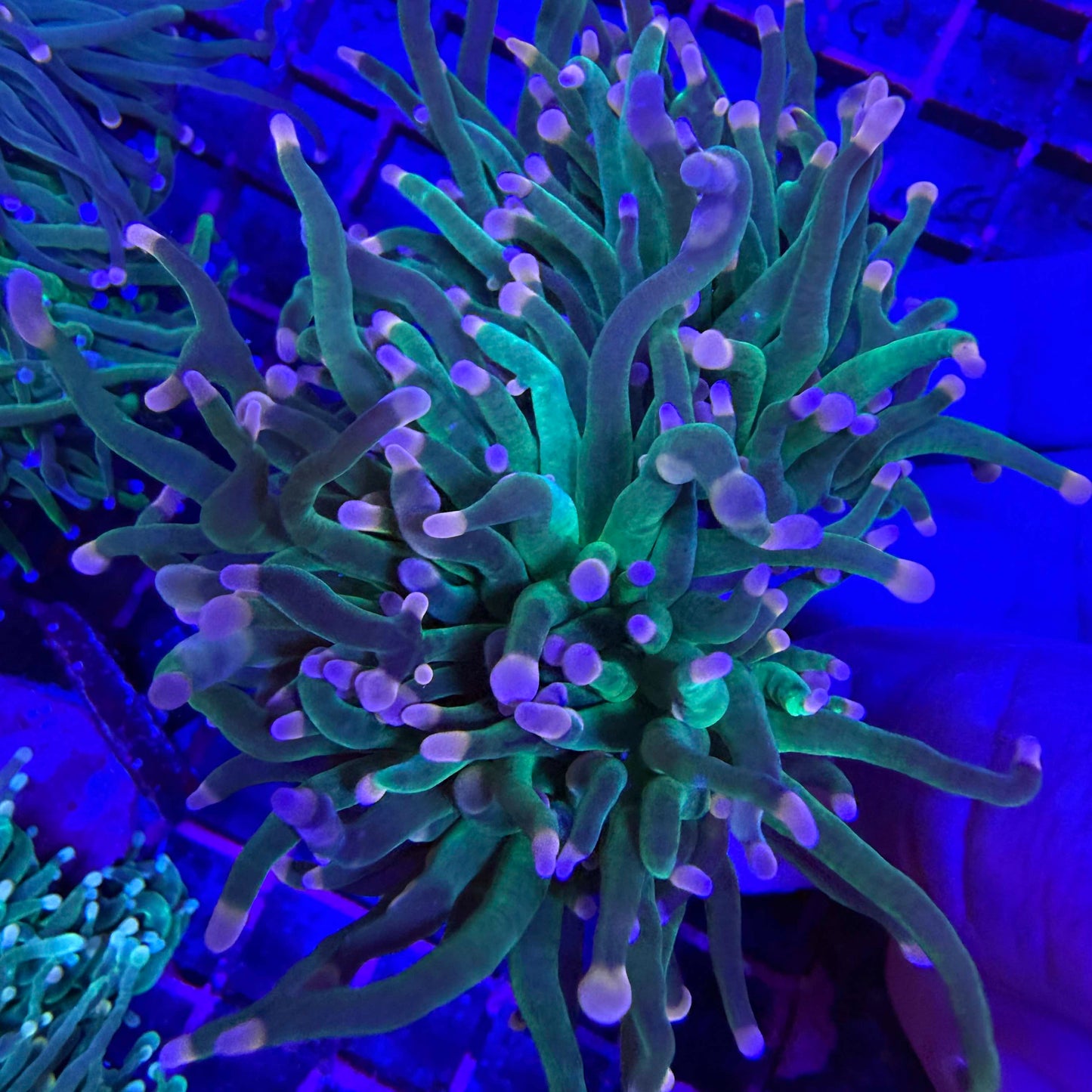 WYSIWYG Pink Tip Torch Coral