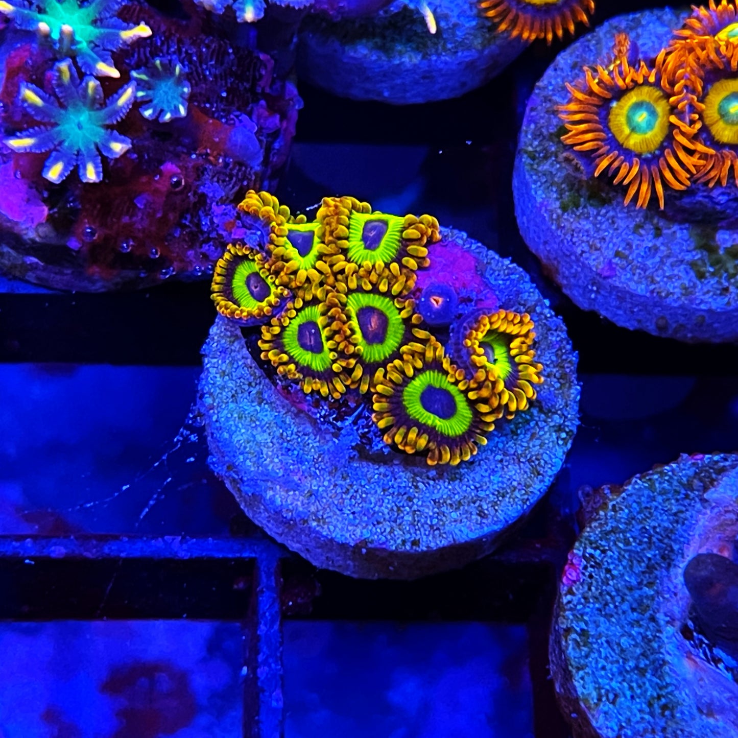 Fruit Loops Zoanthids