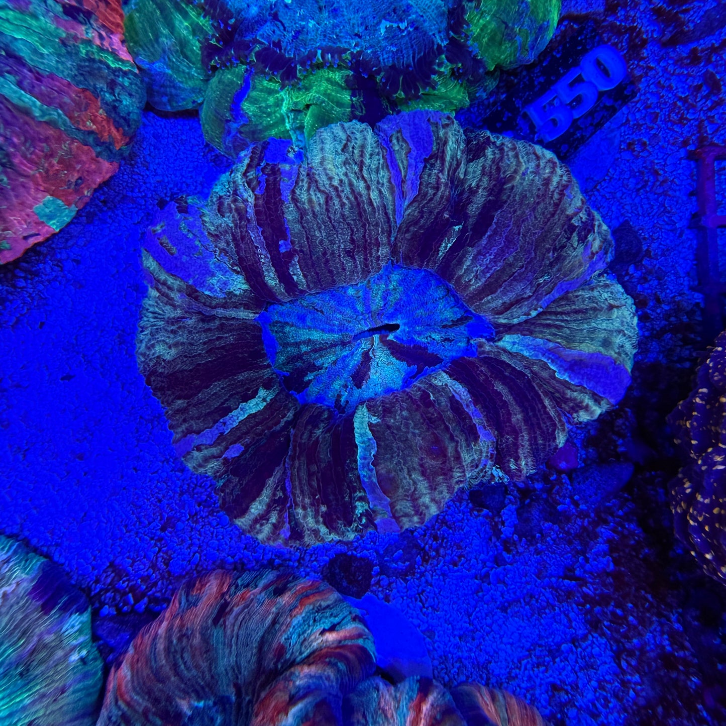 WYSIWYG Trachyphyllia Coral