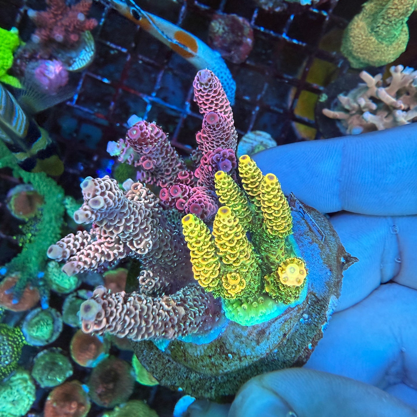 WYSIWYG Millepora Combo