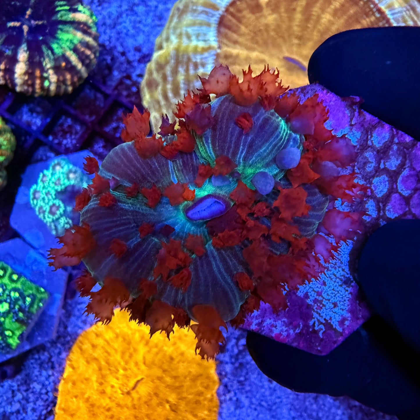 WYSIWYG St. Thomas Mushroom