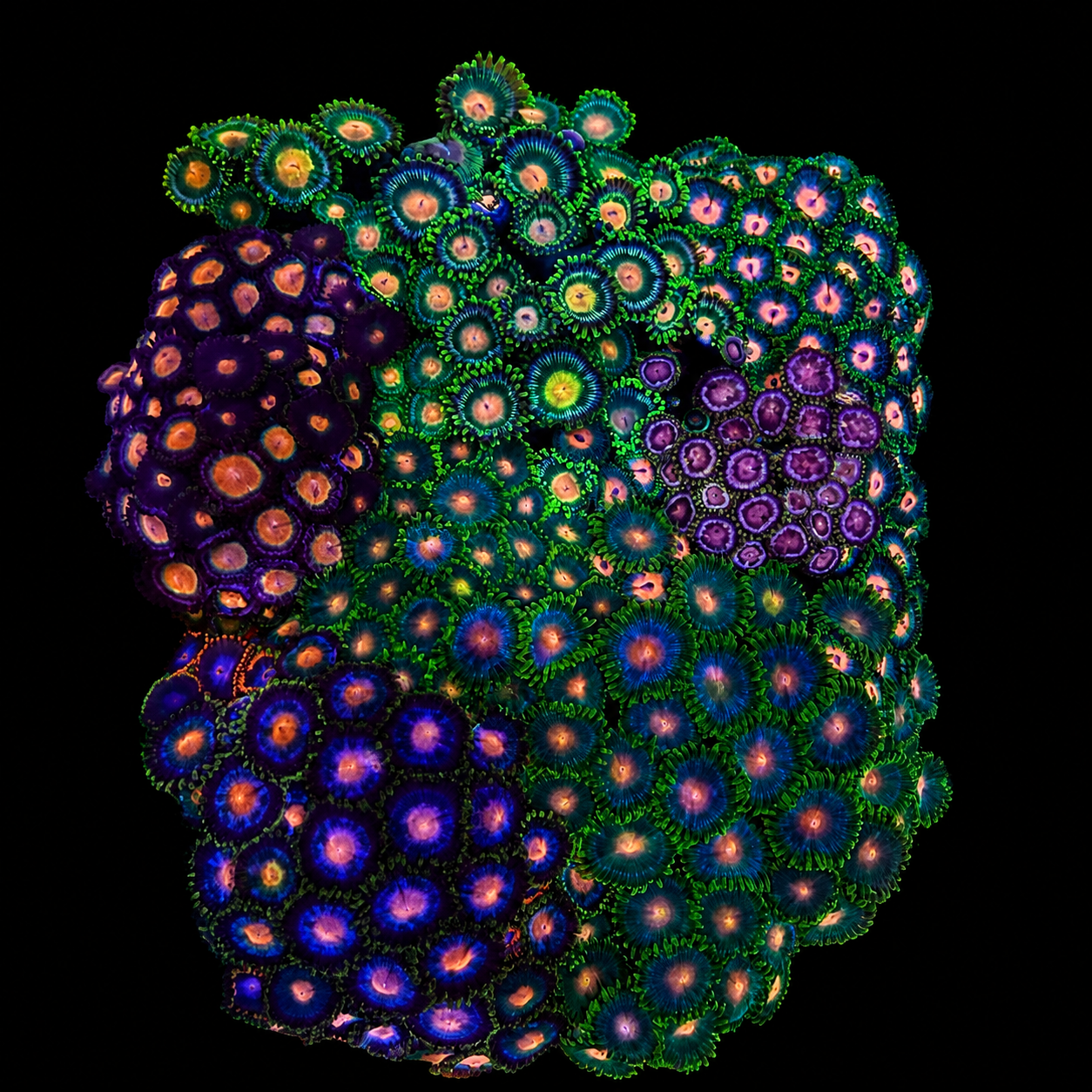 WYSIWYG Zoanthid Coral Garden