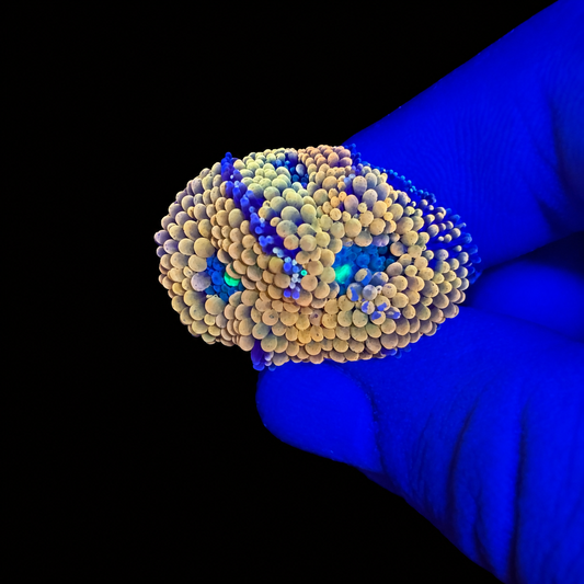 Orange Ricordea Mushroom Coral