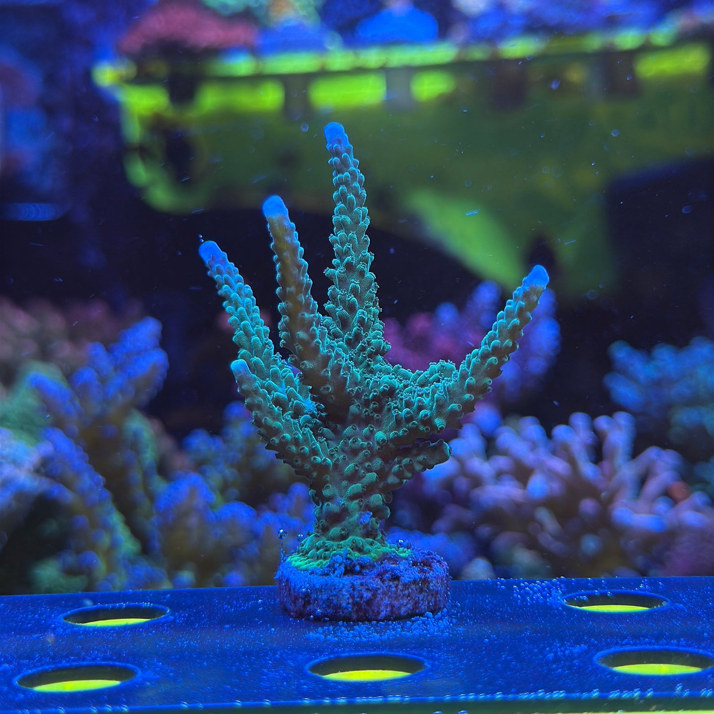 WYSIWYG Purple Tip Stag