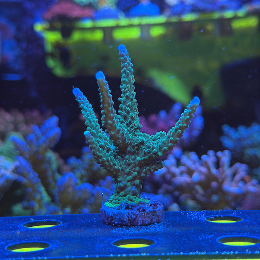 WYSIWYG Purple Tip Stag