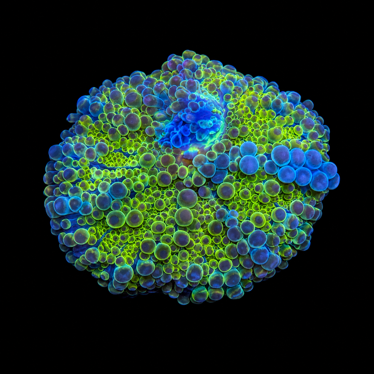 WYSIWYG High End Yuma Coral