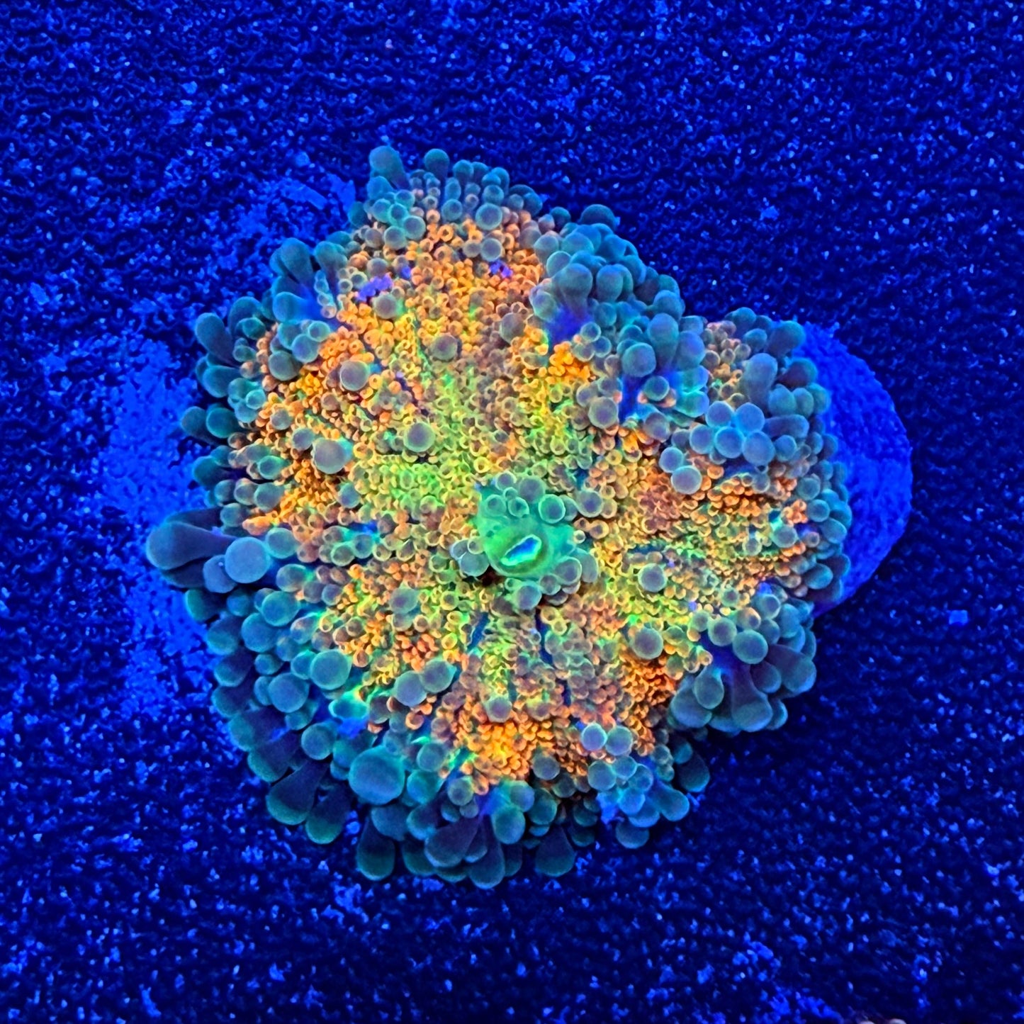 WYSIWYG Ultra Yuma Mushroom