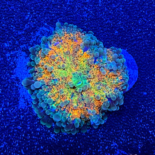 WYSIWYG Ultra Yuma Mushroom