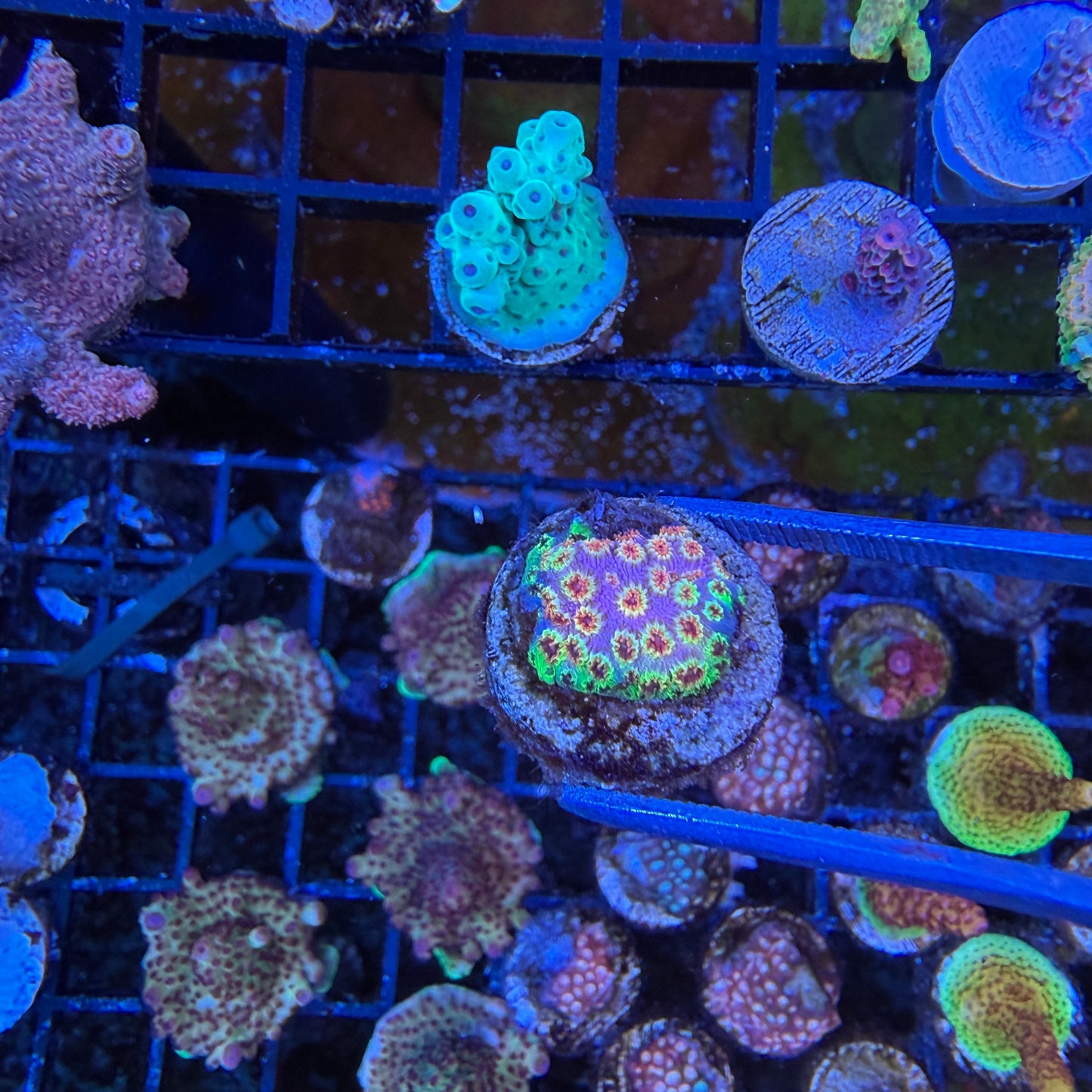 WYSIWYG Skittle Bomb Cyphastrea Coral