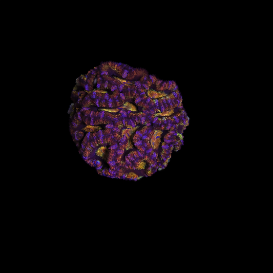 WYSIWYG Master Acan Coral Colony