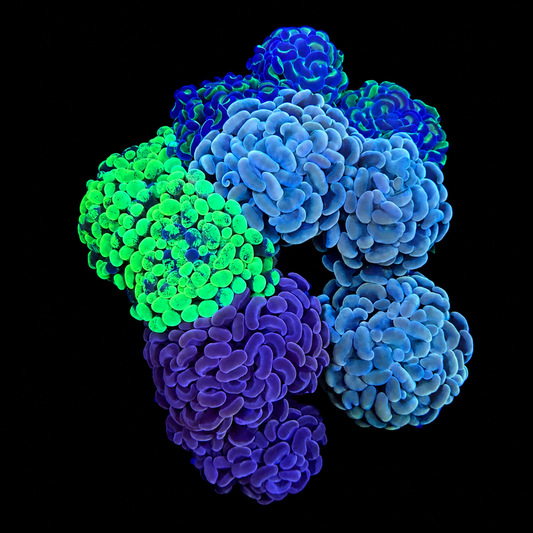 WYSIWYG Hammer Coral Garden