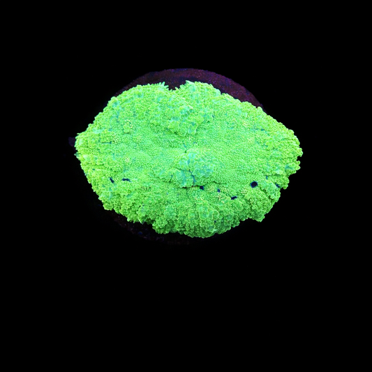 WYSIWYG High End Mushroom Coral