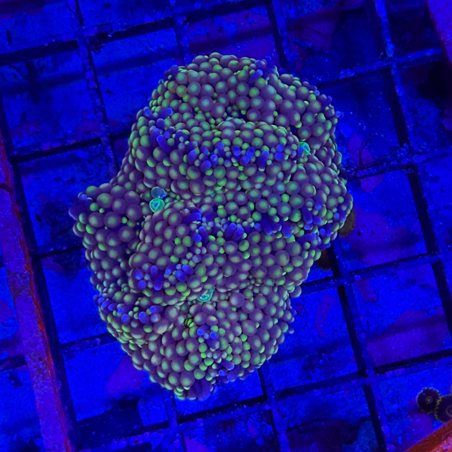 WYSIWYG Ricordea Muchroom Coral Cluster