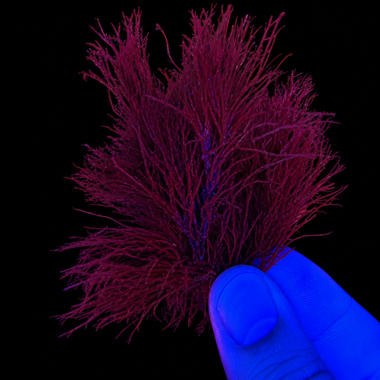 Red Gracilaria Macro Algae