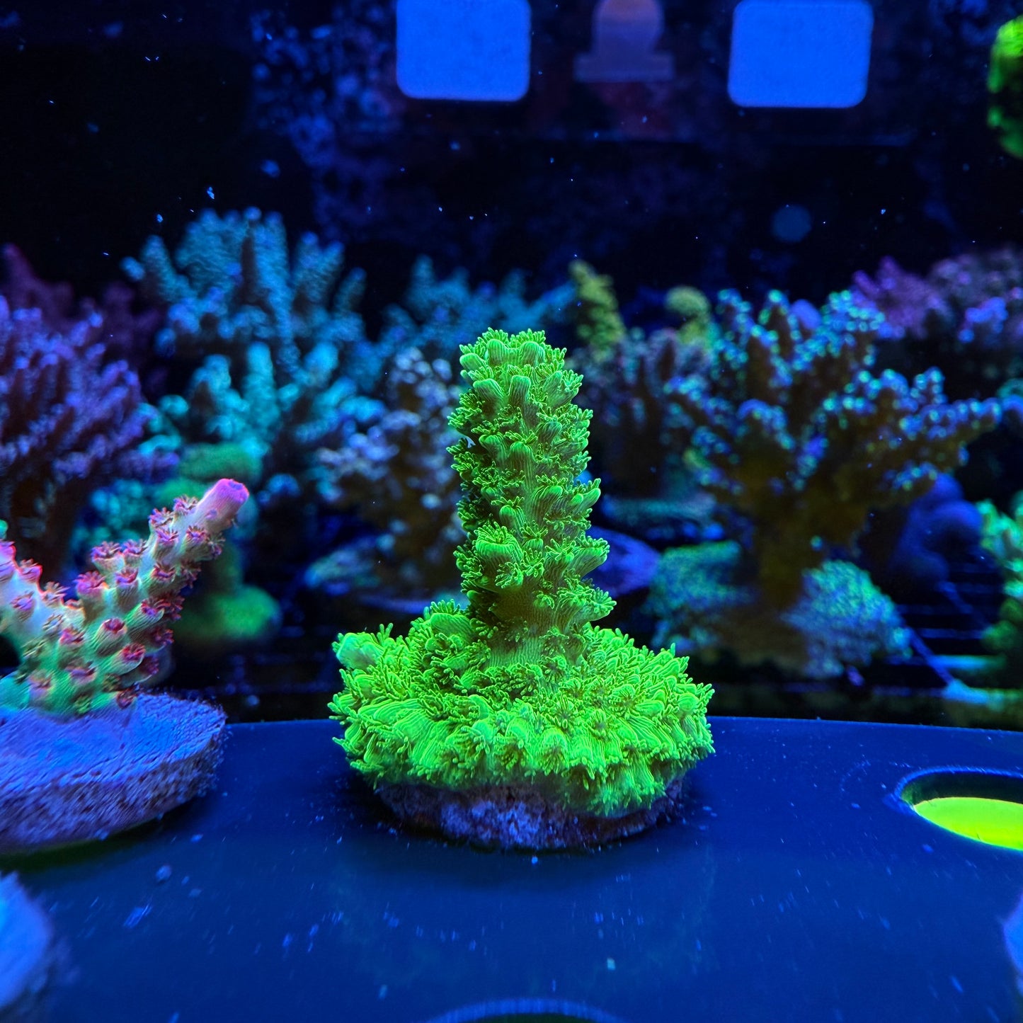 WYSIWYG Green Slimer