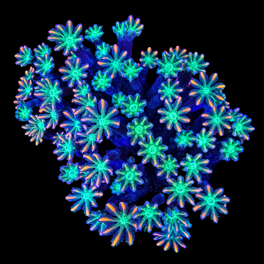 WYSIWYG Ultra Clove Polyp Coral