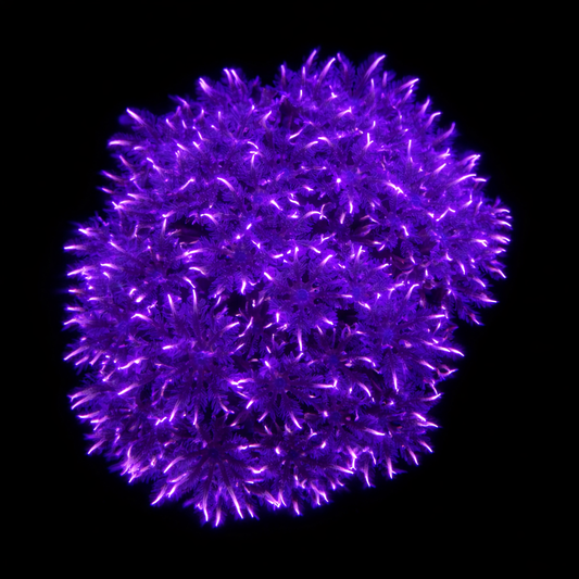 WYSIWYG Orange Lasers Clove Polyp Coral