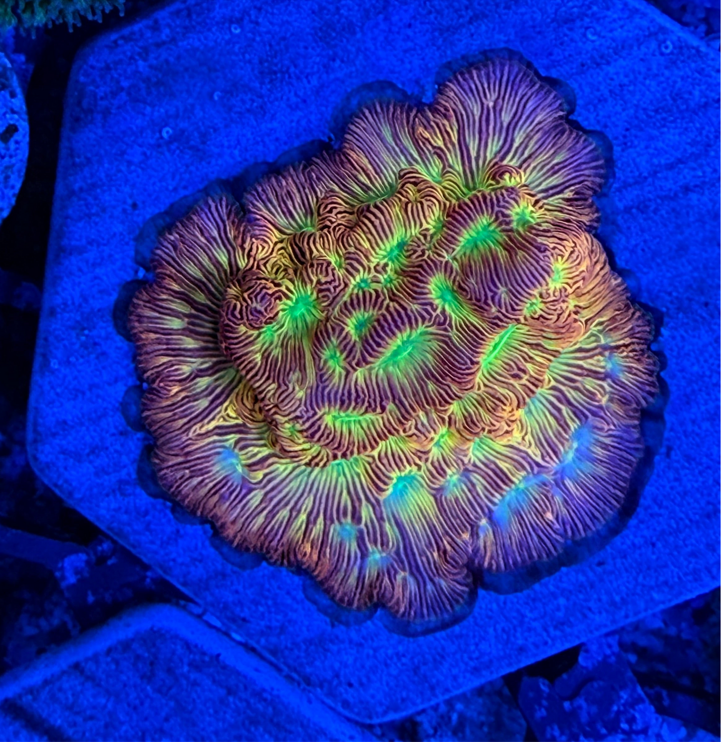 Jack O Lantern Leptoseris