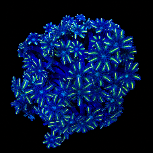 WYSIWYG Ultra Clove Polyp Coral
