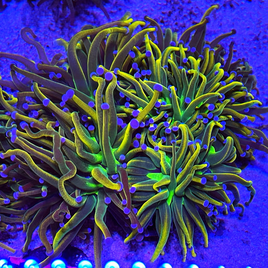 Dragon Tamer Torch Coral