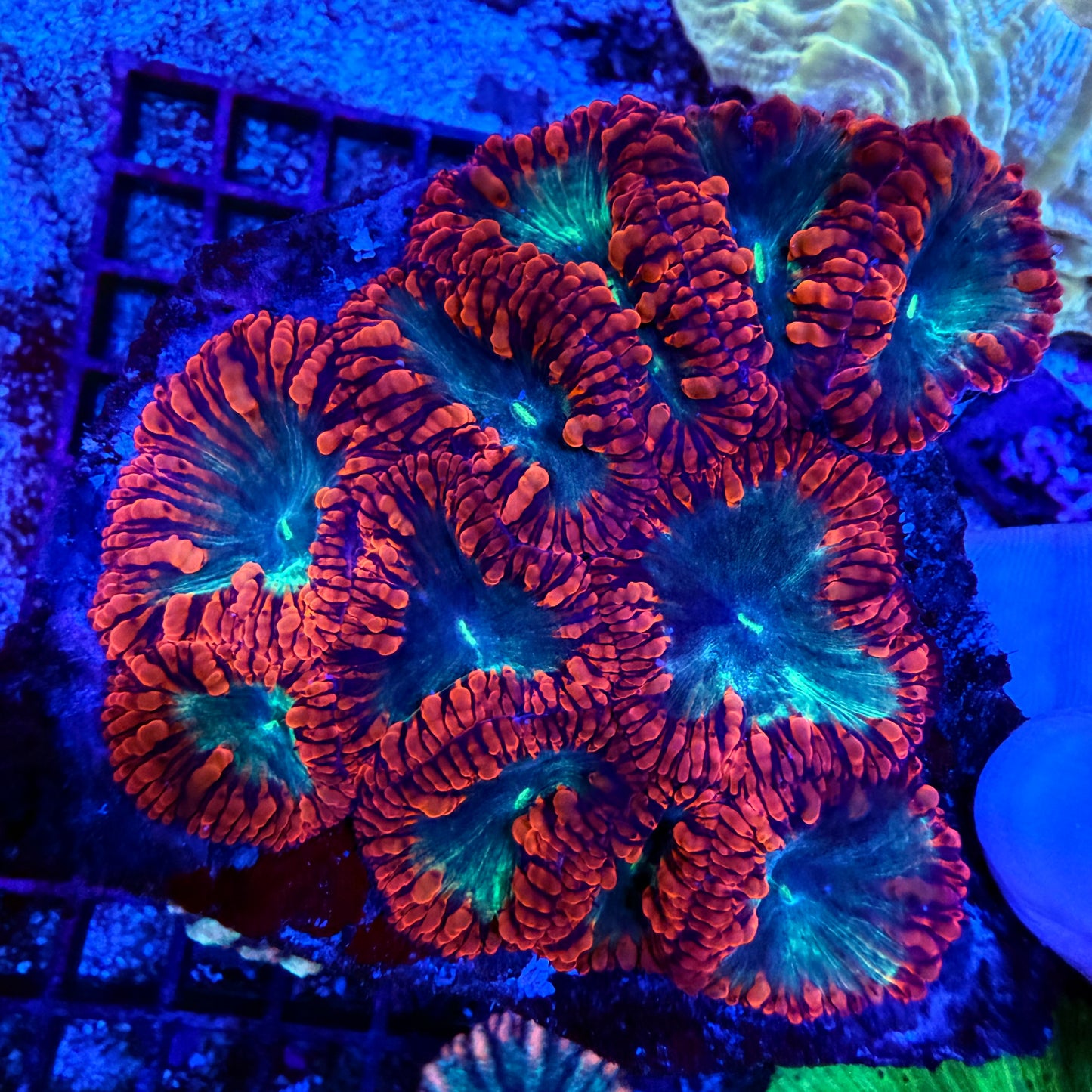 WYSIWYG Blasto Coral