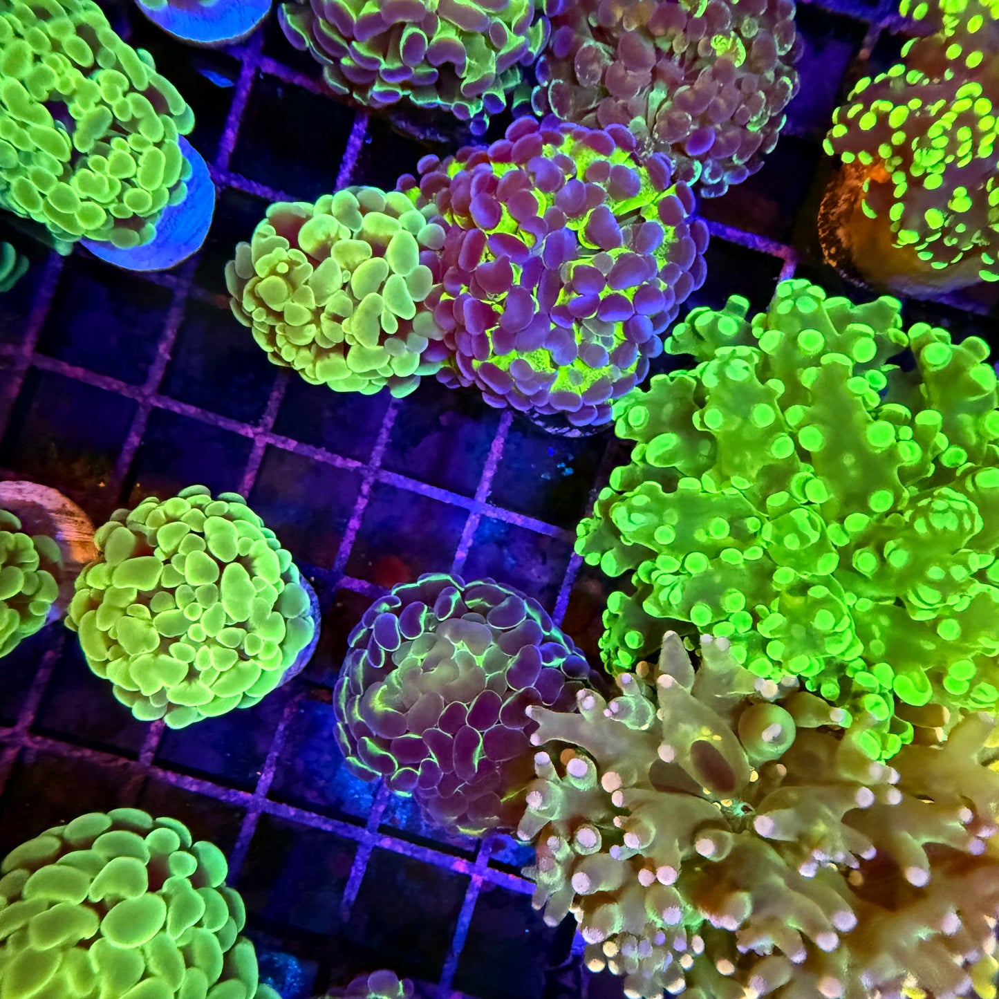 3x Mystery Hammer Pack