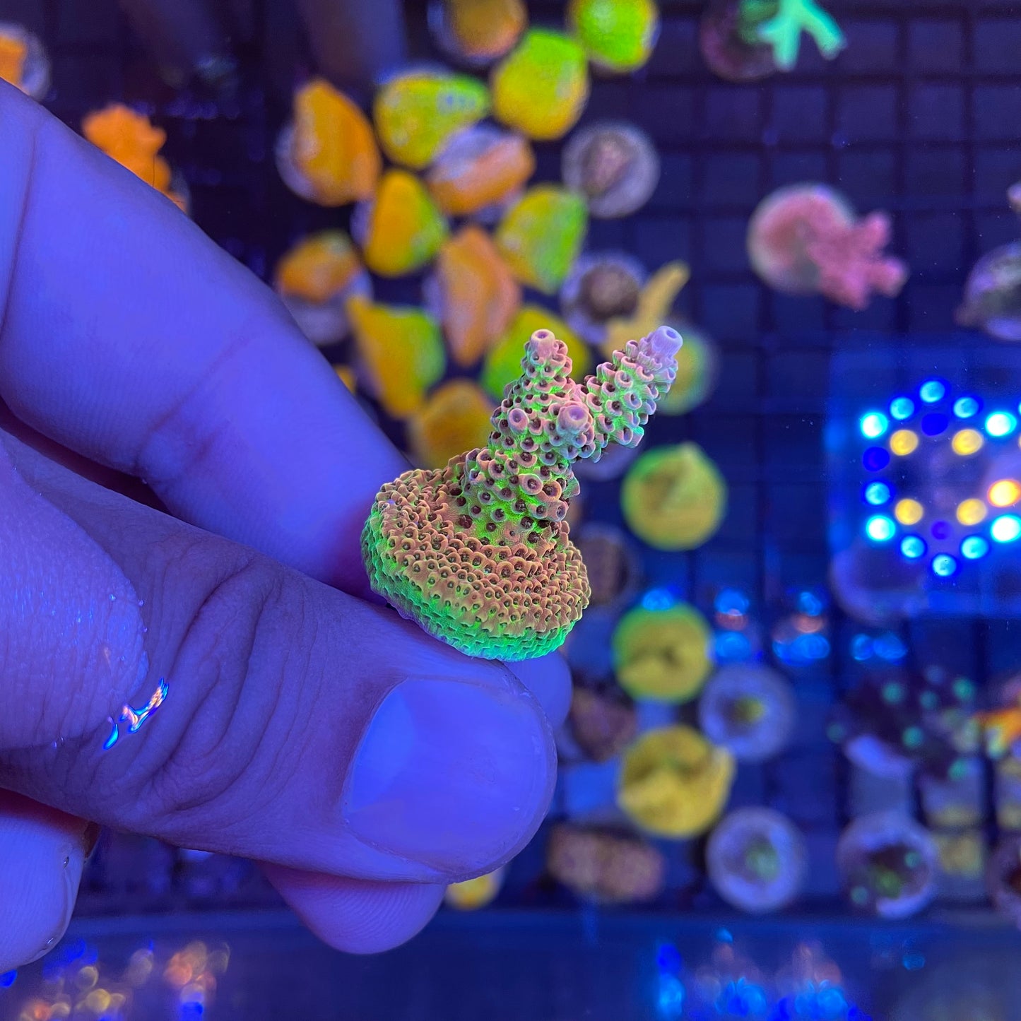 AS Rainbow Millepora Acropora