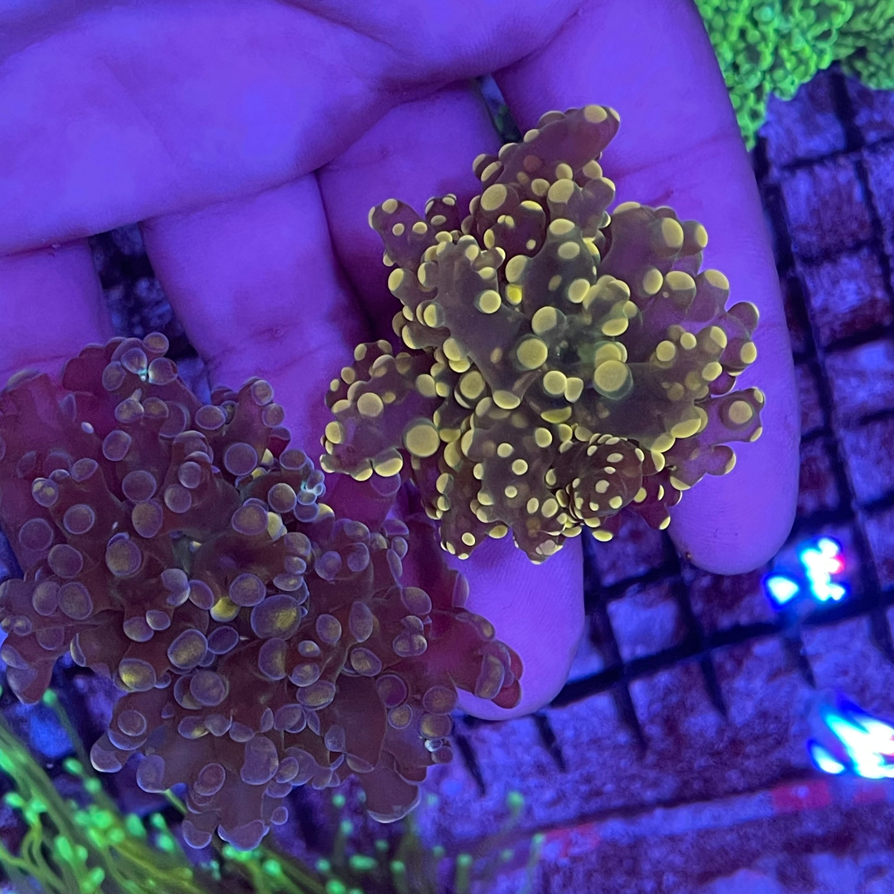 Frogspawn Colour Purple/Yellow Frogspawn Coral – Aquarium Show