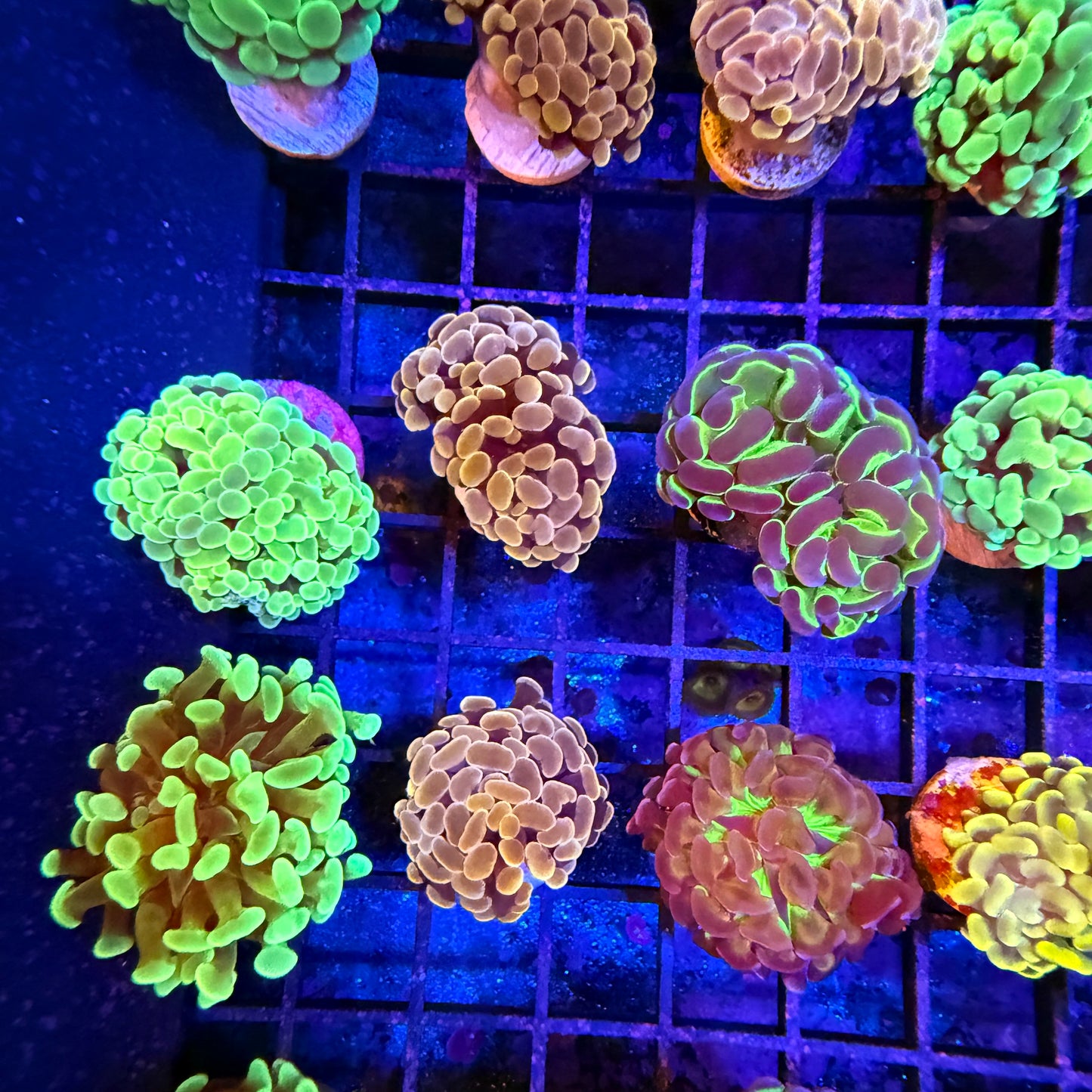 3x Mystery Hammer Pack