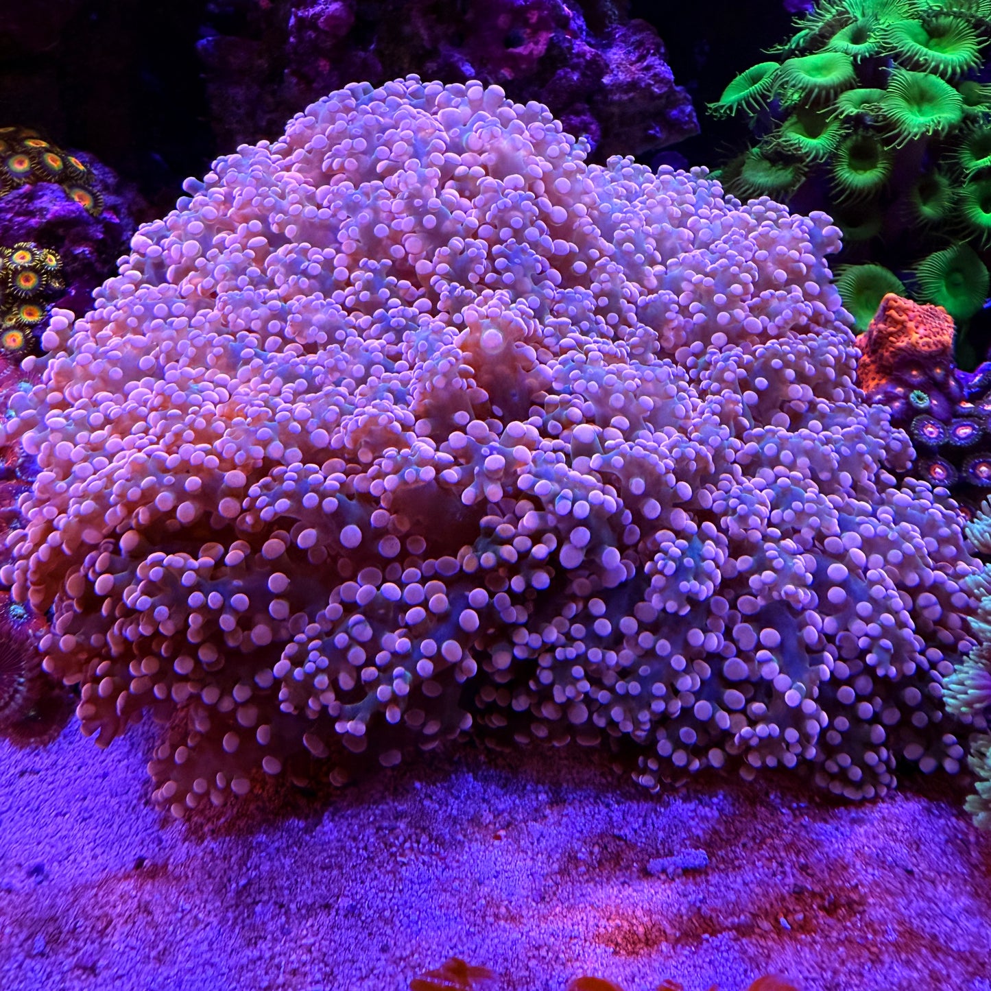 WYSIWYG Pink Frogspawn LG