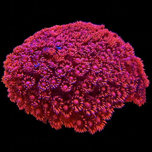 WYSIWYG LG Red Goniopora Coral