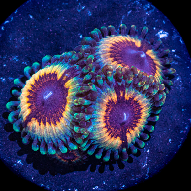 Vampire in Drag Zoanthids