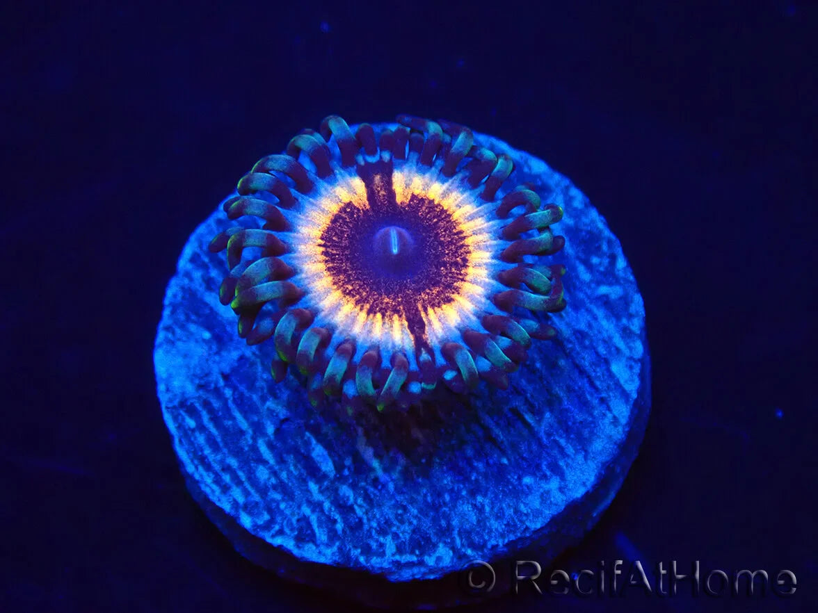 Vampire in Drag Zoanthids