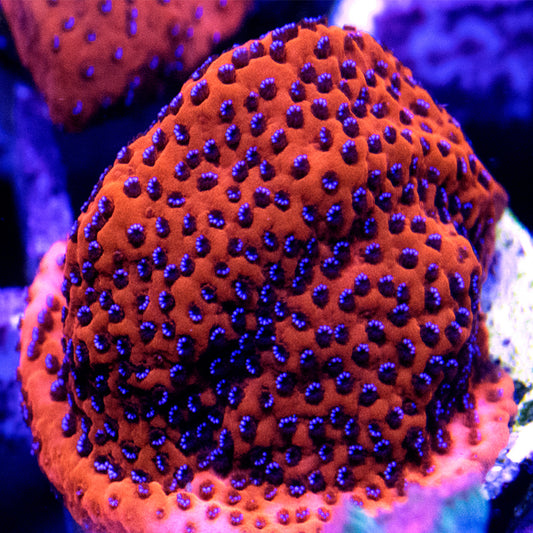 Mystic Sunset Montipora