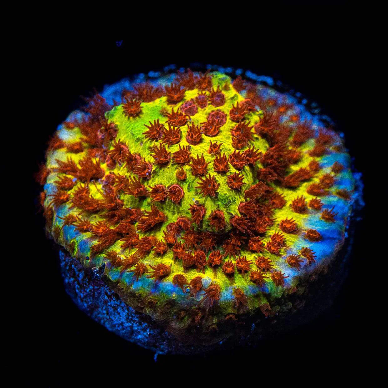 Burning Banana Stylo