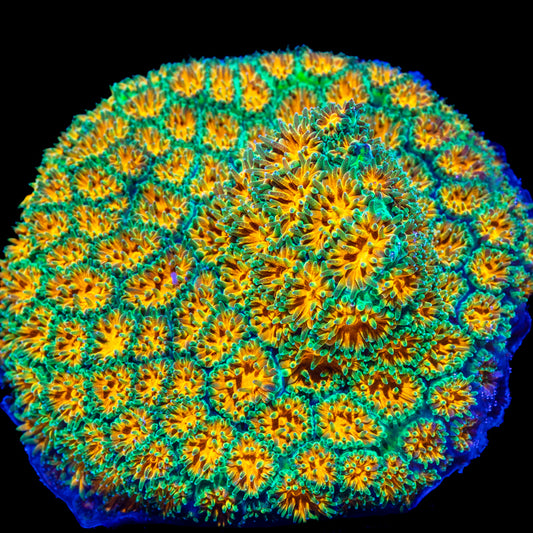 John Deere Leptastrea