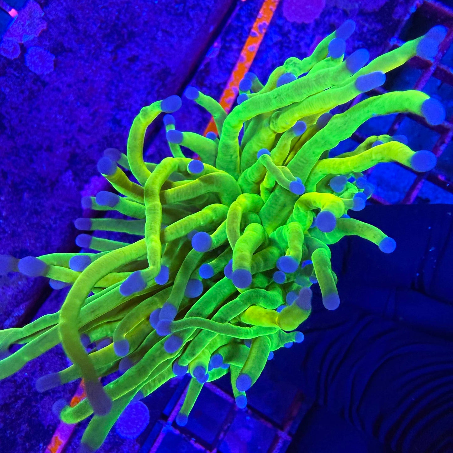 Close-up of green and yellow torch coral with blue tips under a blue light
