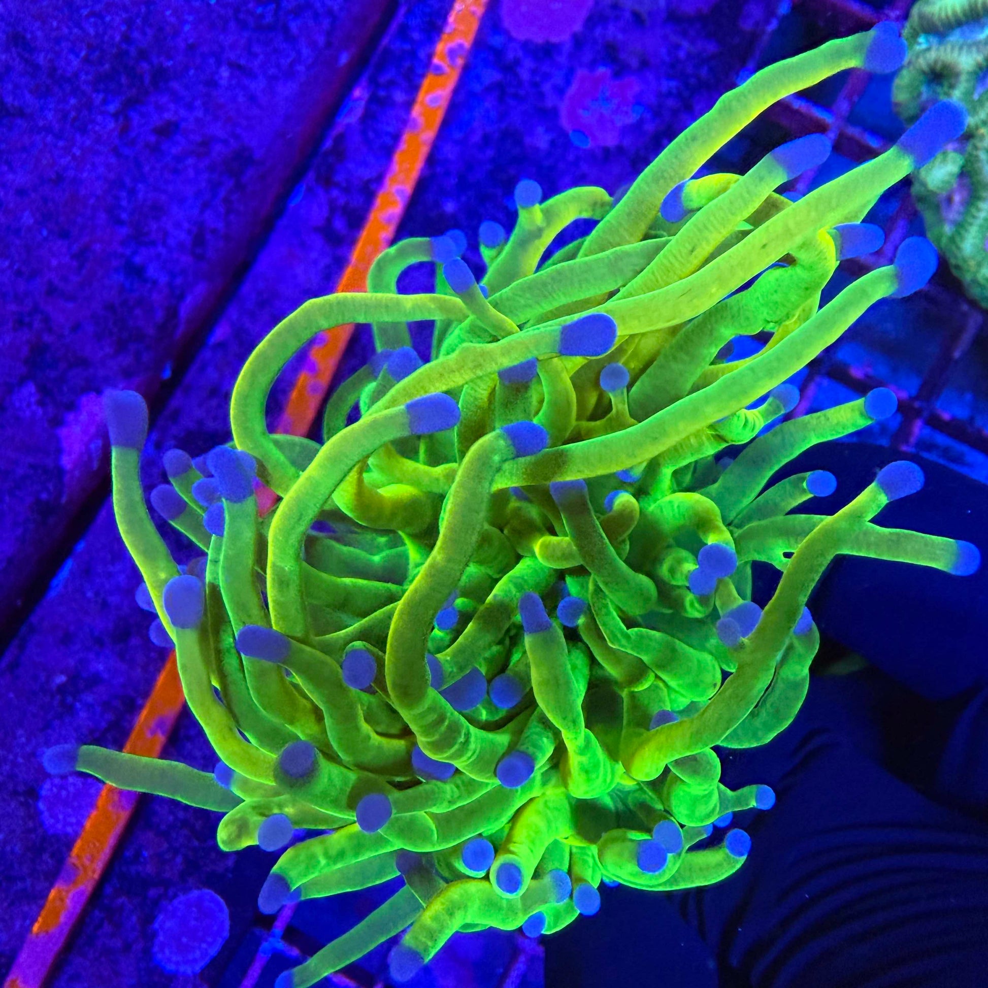 Close-up of a vibrant green torch coral with blue polyps on a dark background