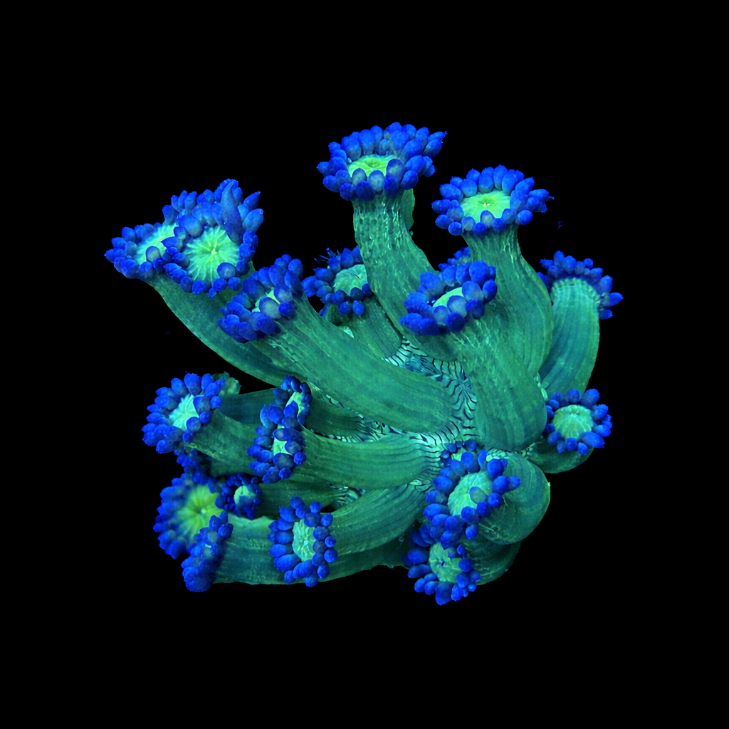 Purple Tip Goniopora Coral Frags