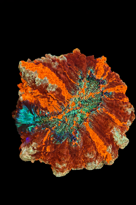 WYSIWYG Master Glitter Acanthophyllia Coral