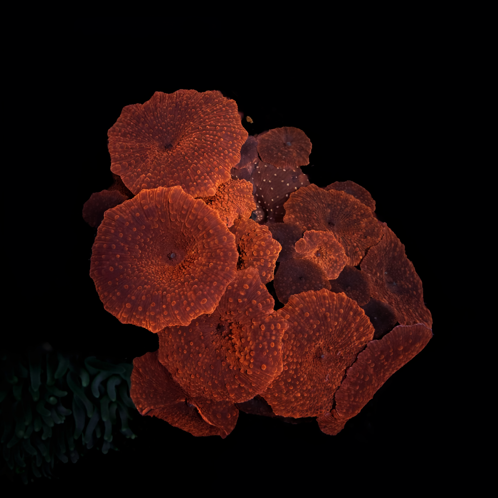 Red Discosoma Mushroom Coral