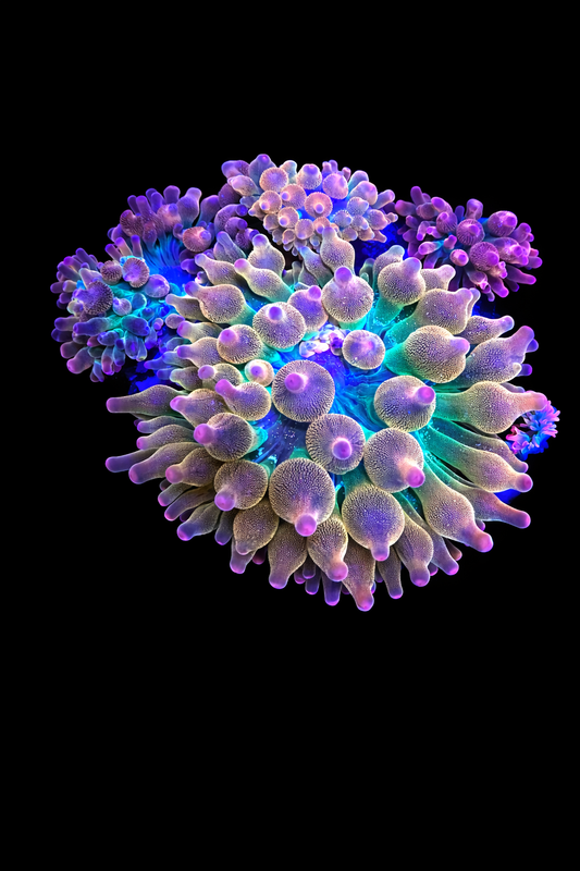 Ultra Rainbow Bubble Tip Anemone