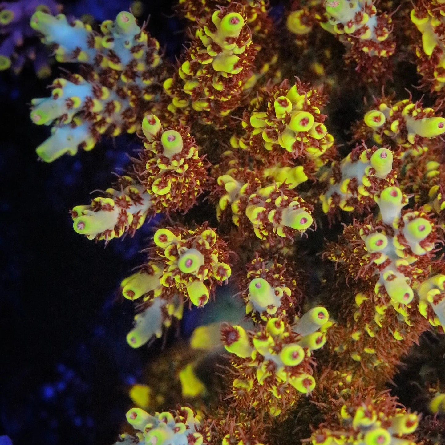 RR Pink Floyd Acropora Coral